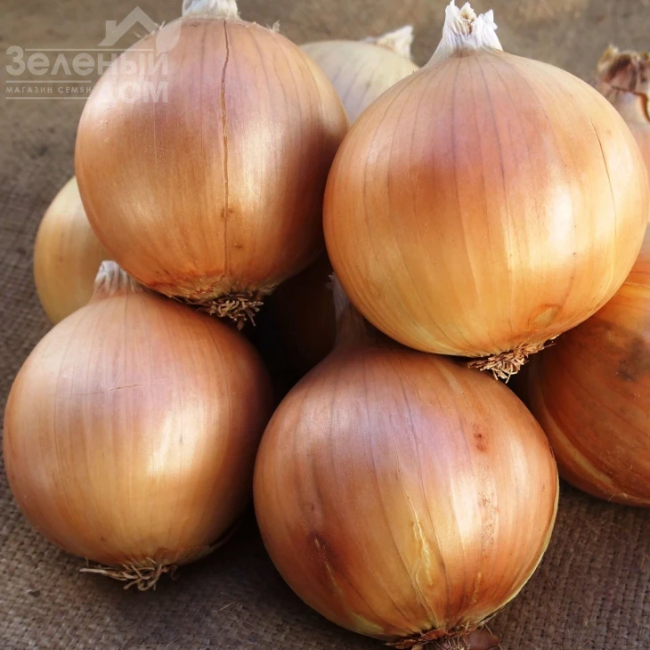 Аурели / Aureli, 135-140 дней фото 1