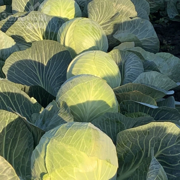 Ферро F1 / Ferro F1, 85-90 дней фото 1