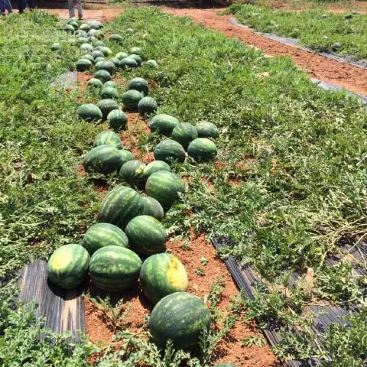 Целин F1 / Celin F1,60 дней фото 4