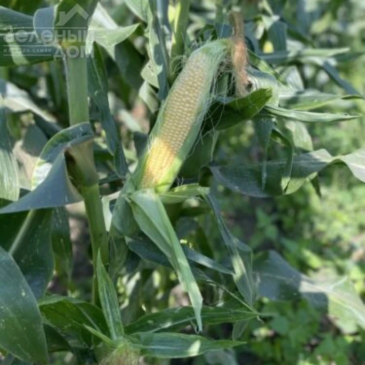 Гейзер F1 / Heyzer F1, 72 дня фото 3