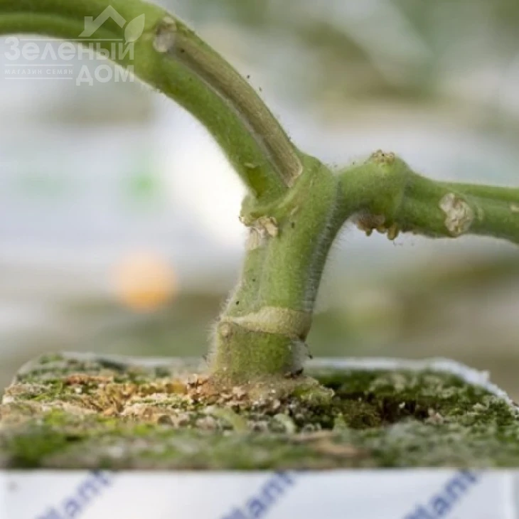 Сузука F1 / Suzuka F1 фото 1