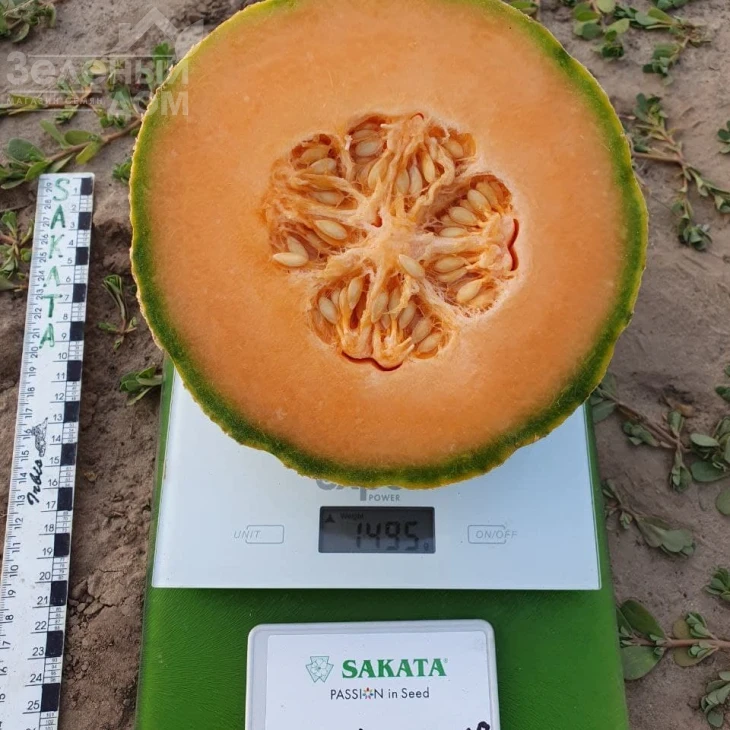 Талисман F1 / Talisman F1 фото 2