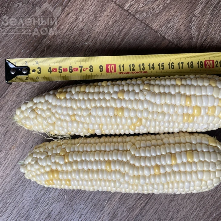 Айрон F1 / Ayron F1, 74 дня фото 3