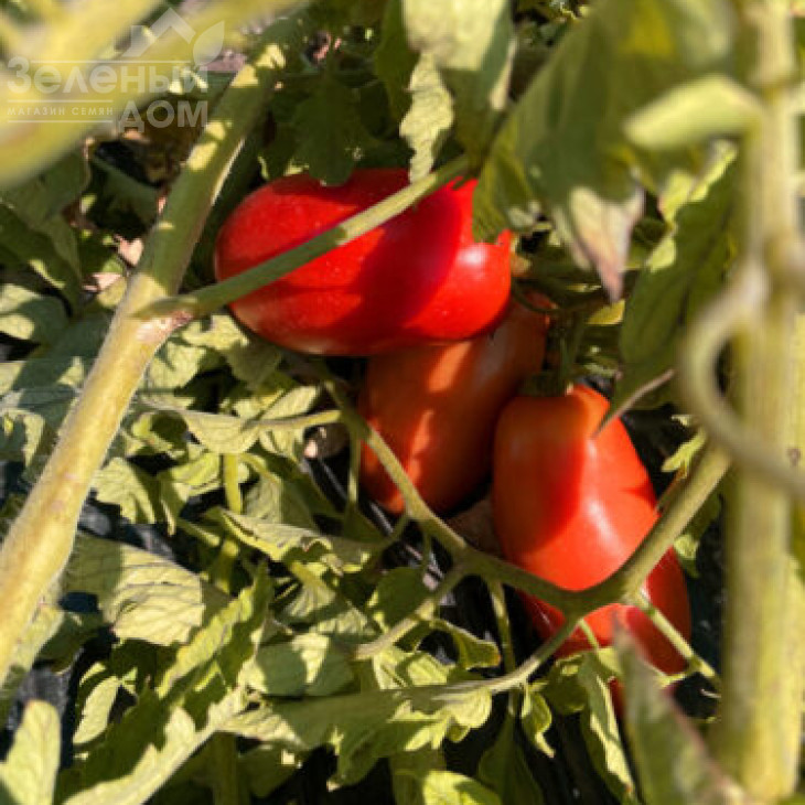 Драй F1 / Dray F1, 95 днів фото 2