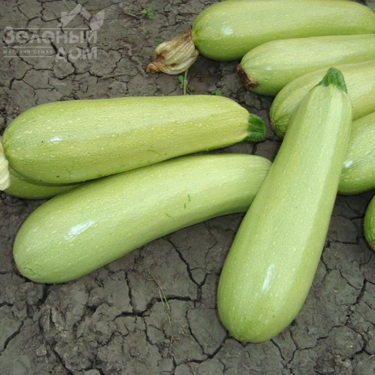 Ардендо 174 F1 / Ardendo 174 F1,40-45 днів фото 3