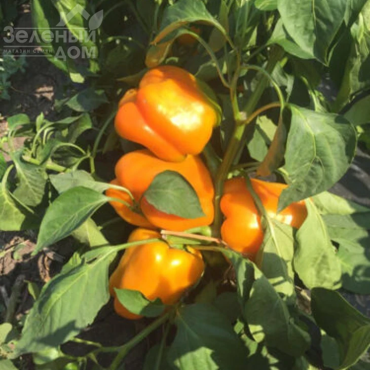 Виват F1 / Vivat F1,75 дней фото 3