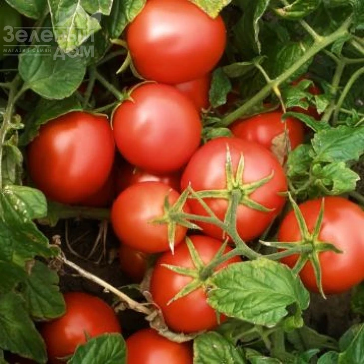 Протон / Proton,70-80 дней фото 1