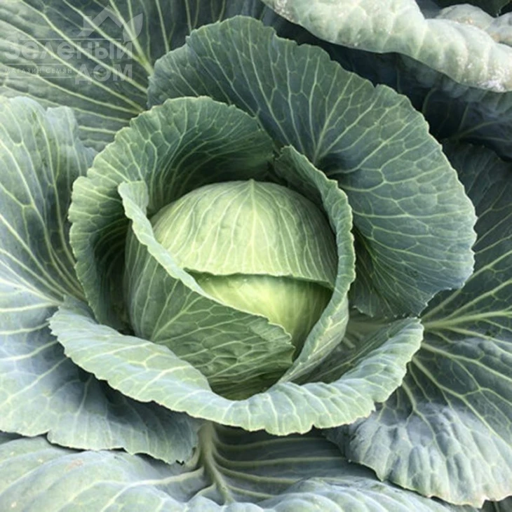 Кентукки F1 / Kentukky F1,80-85 дней фото 5