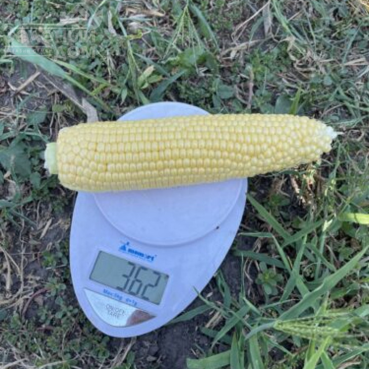 Гейзер F1 / Heyzer F1, 72 дні фото 5