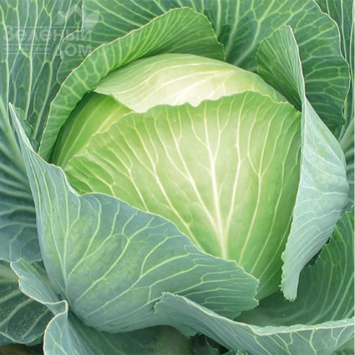 СВ 3404 ЖЛ F1 / SV 3404 JL F1,125-130 дней фото 1