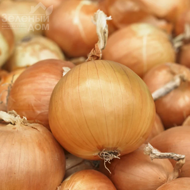 Боско F1 / Bosko F1,120-125 дней фото 1