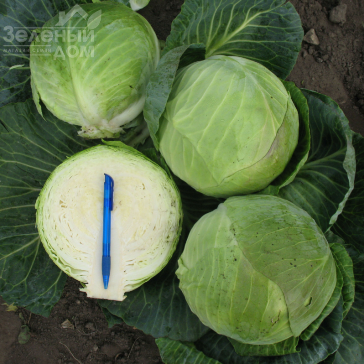 Кастелло F1 / Castello F1,80 днів фото 2