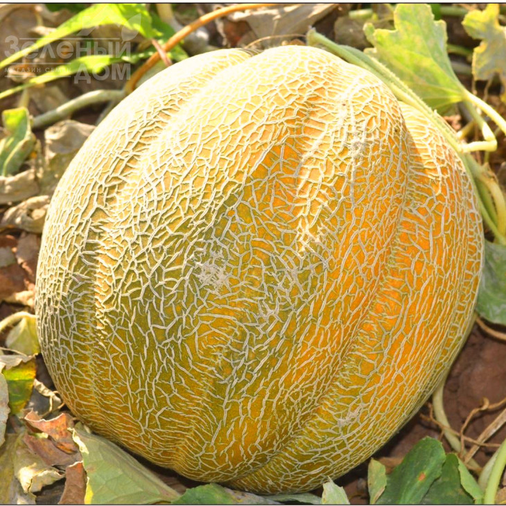 Танга / Tanga фото 1