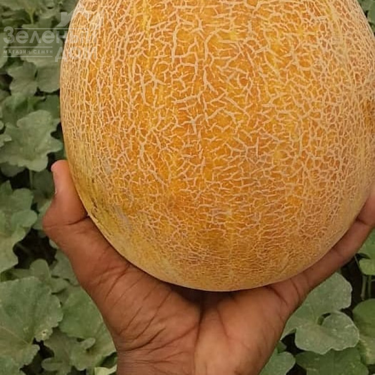 Баллу / Ballu фото 2