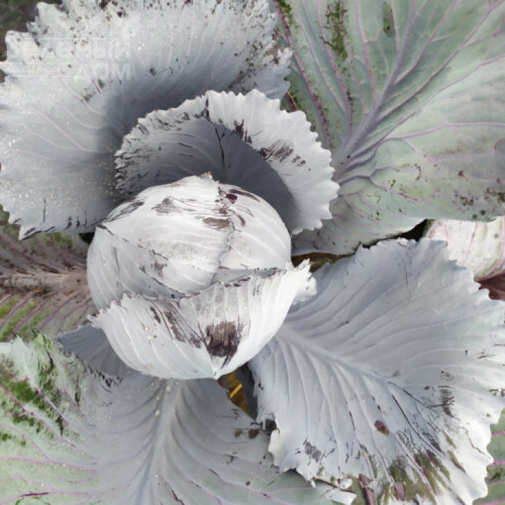 Техас F1 / Texas F1,120 днів фото 2