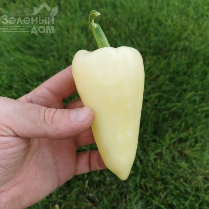 Хеопс F1 / Heops F1,60-63 дня фото 1