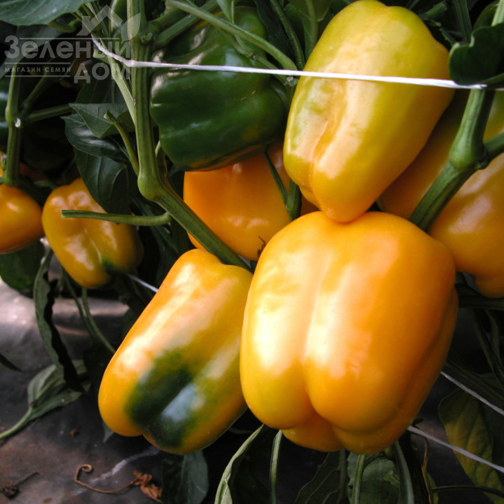 Містері / Mistery фото 1