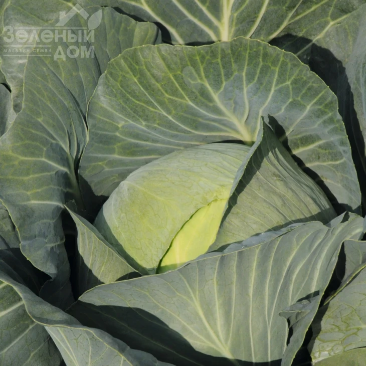 Джубили F1 / Jubilee F1,130 дней фото 1