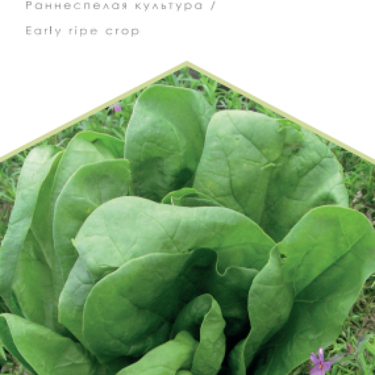 Широколистий / Shyrokolistnui фото 1