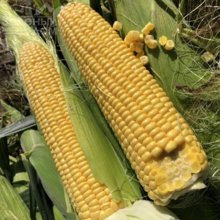 1801 F1 / 1801 F1,74-77 днів фото 2