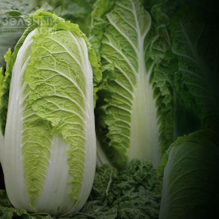 Маріо F1 / Mario F1,62-65 днів фото 2