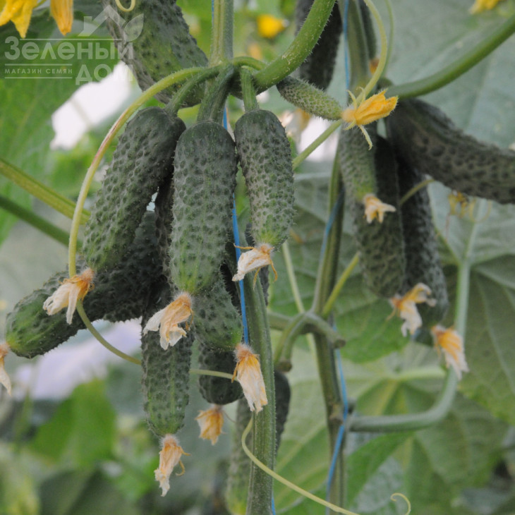 Бафра F1 (ЕЗ 18/01) / Bafra F1 (EZ 18/01), 33-38 днів фото 1