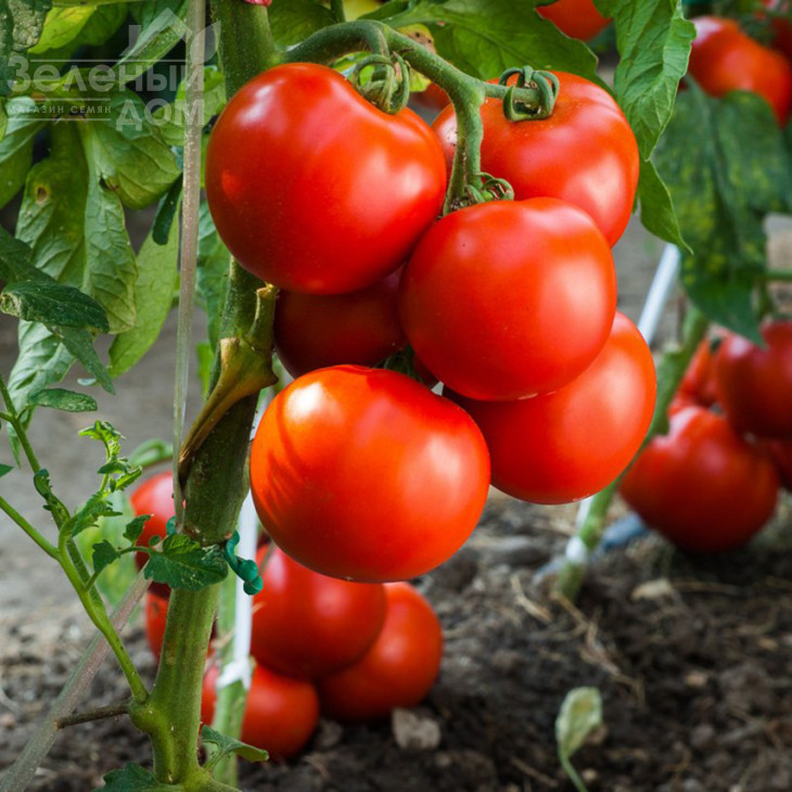 Ксенія F1 / Kseniya F1, 82-88 днів фото 1