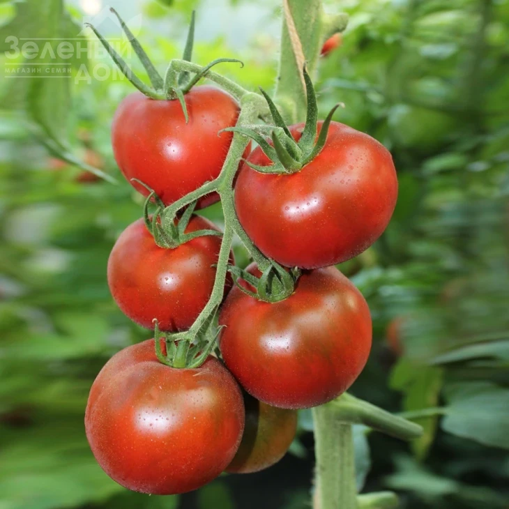 Будулай F1 / Budulai F1, 90-95 дней фото 2