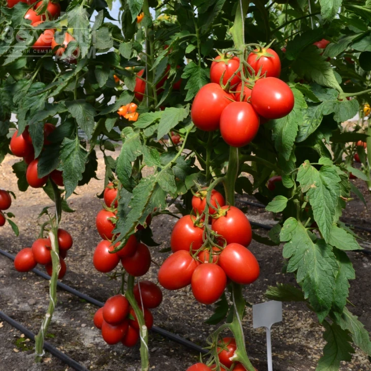 ТС 02-0255 F1 / TS 02-0255 F1 фото 1