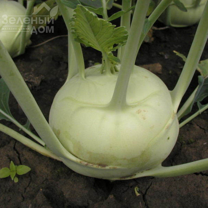 Моравія / Moravia ,50-60 днів фото 1