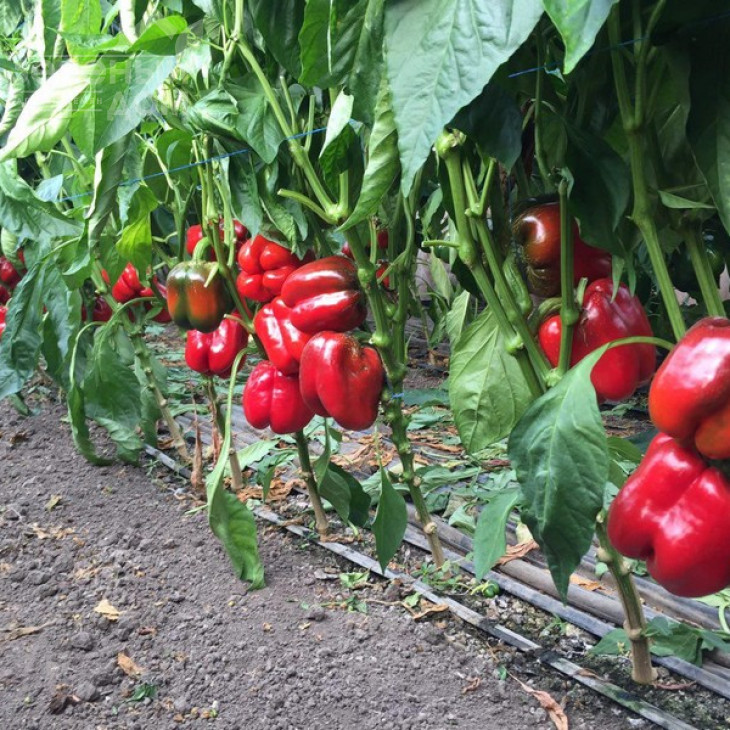 Вангард F1 / Vangard F1,85 днів фото 9