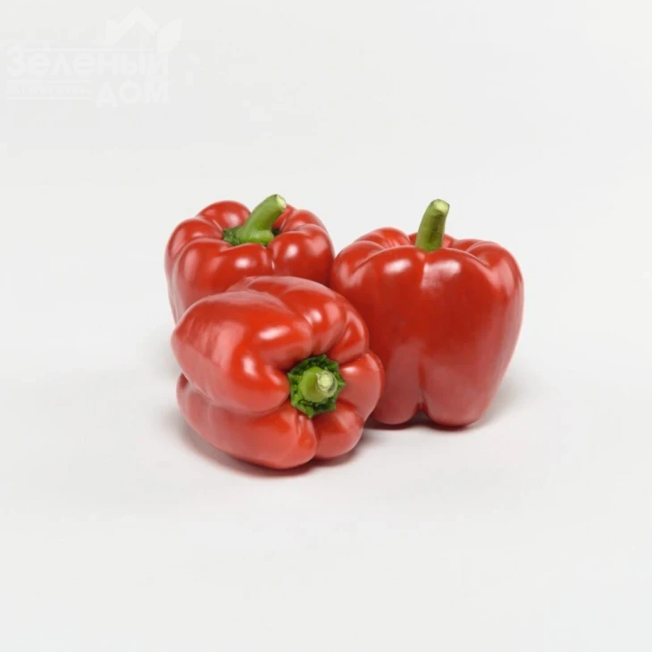 Чайка F1 / Chayka F1, 70-75 дней фото 2