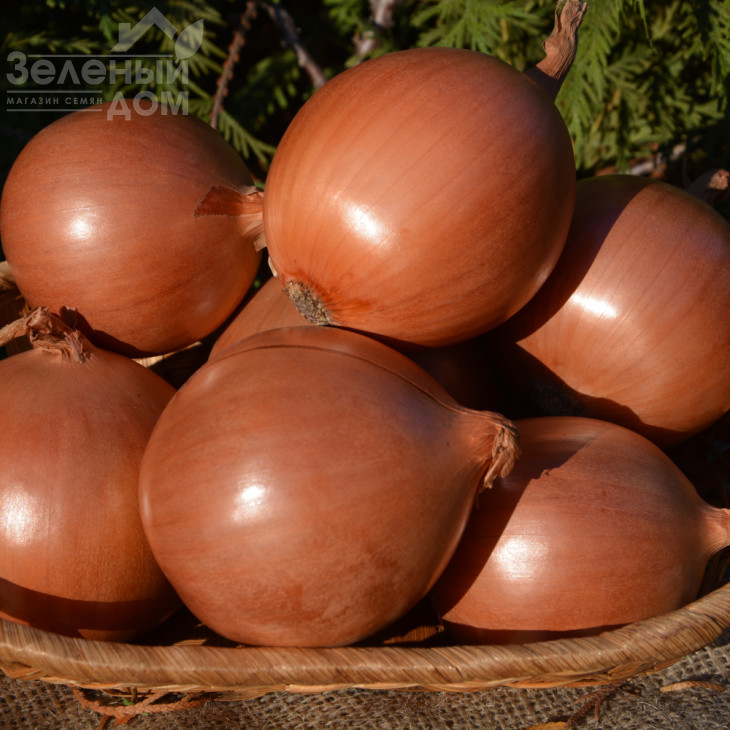 Міссісіпі F1 / Mississippi F1,115 днів фото 1