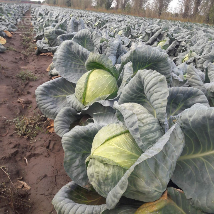 Ларсія F1 / Larsia F1 фото 3