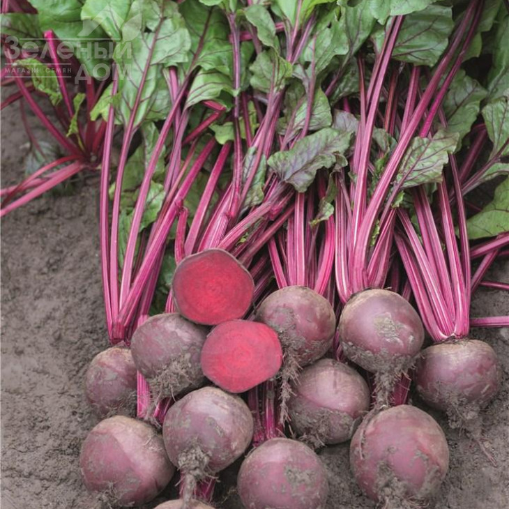 Бреско F1/ Bresco F1, 108 днів фото 1