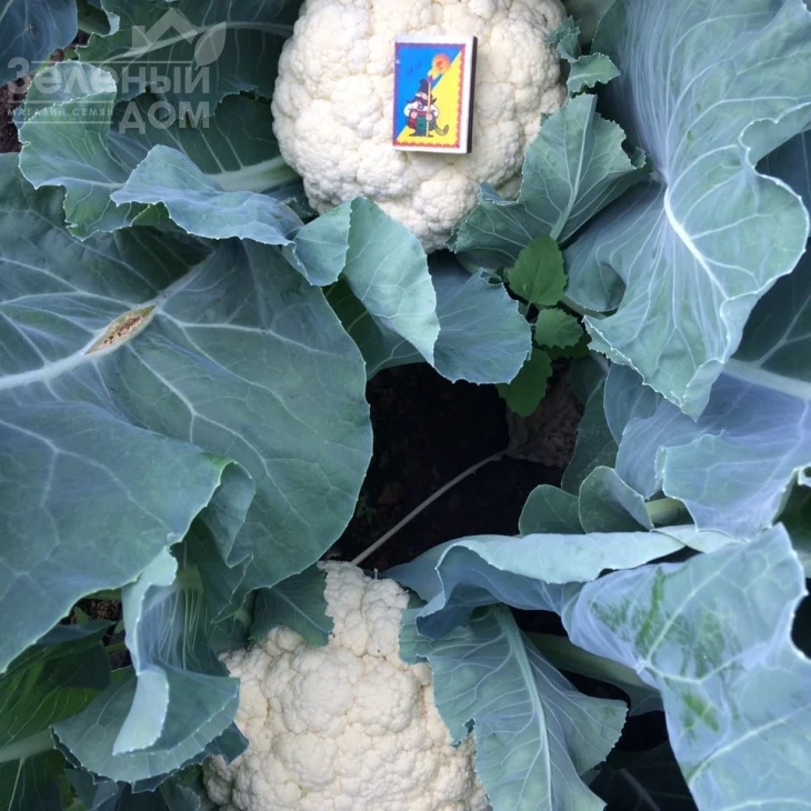 Софи (INX 1074) F1 / Sofi (INX 1074) F1, 75-80 дней фото 1