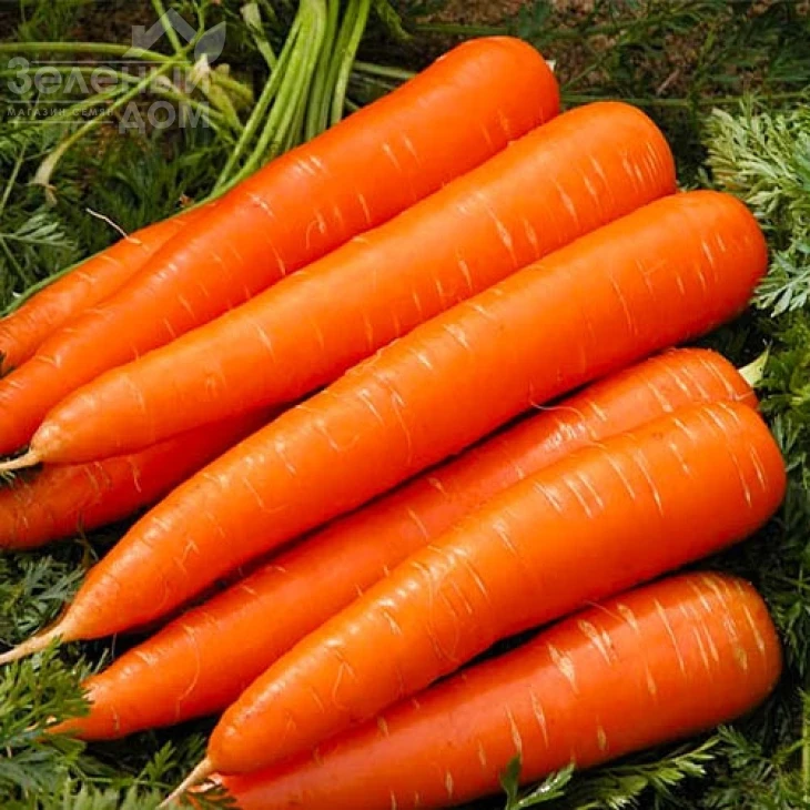 Длинная красная безсердцевинная / Long Red Without Core фото 1