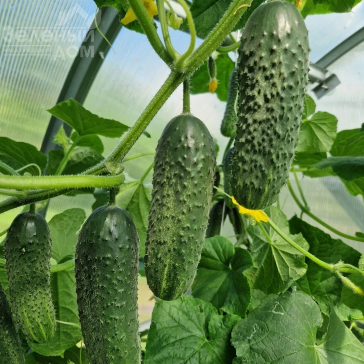 Америго F1 / Amerigo F1, 48-50 дней фото 7