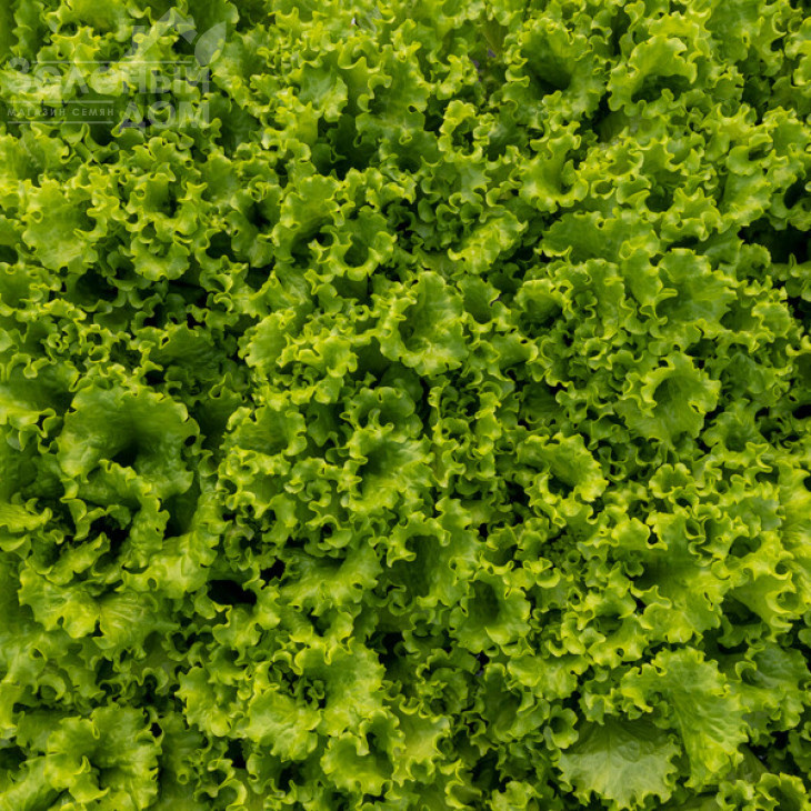 Афіліон / Aphylion фото 2