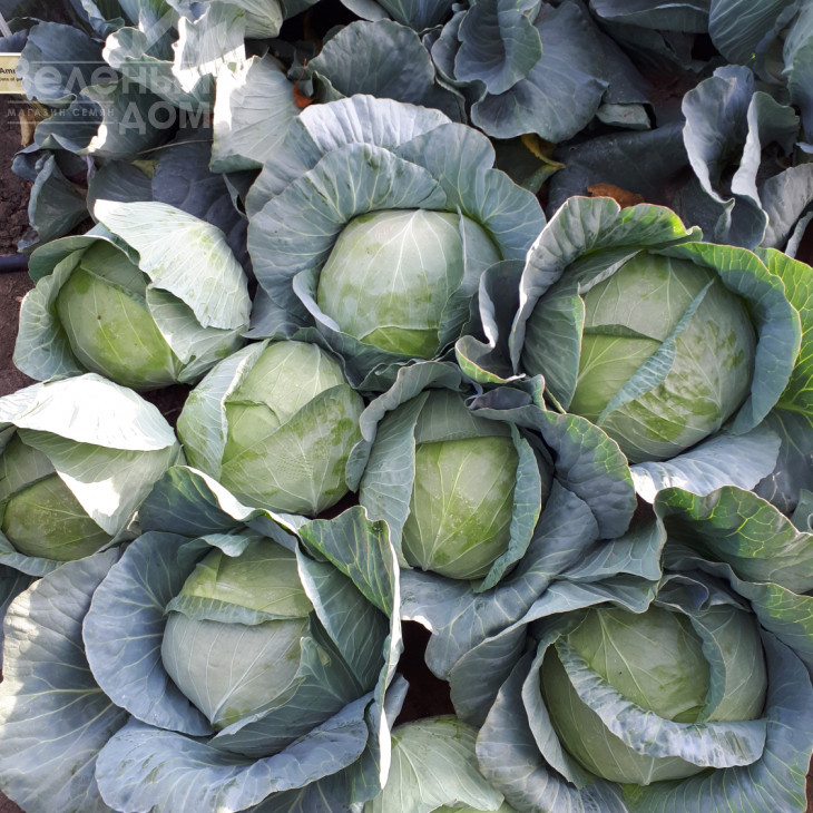 Мензанія F1 / Menzania F1,115 - 120 днів фото 7