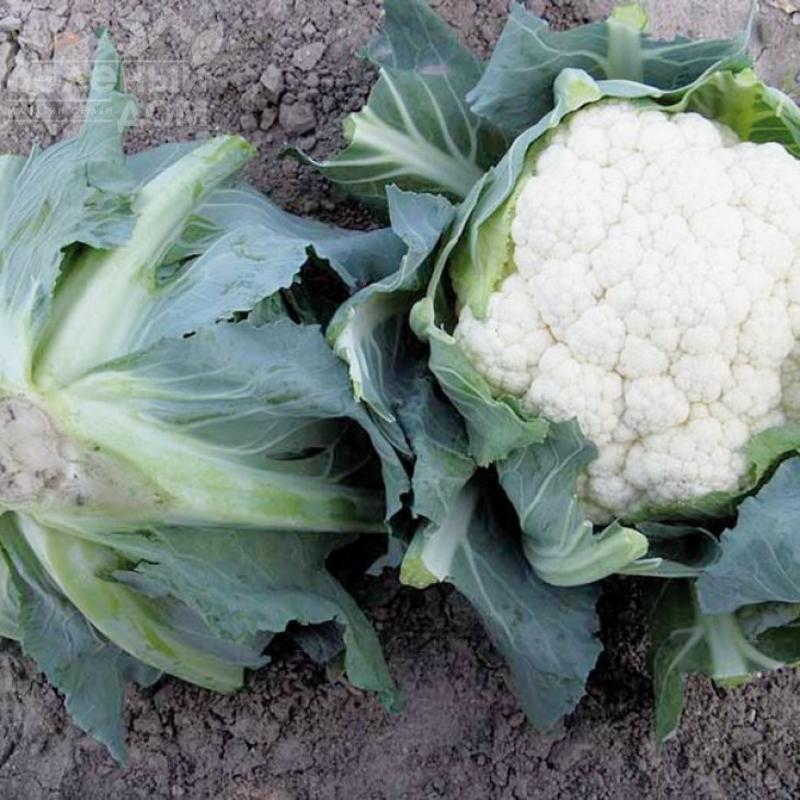 Телержі F1 / Telerzhi F1,75-80 днів фото 1