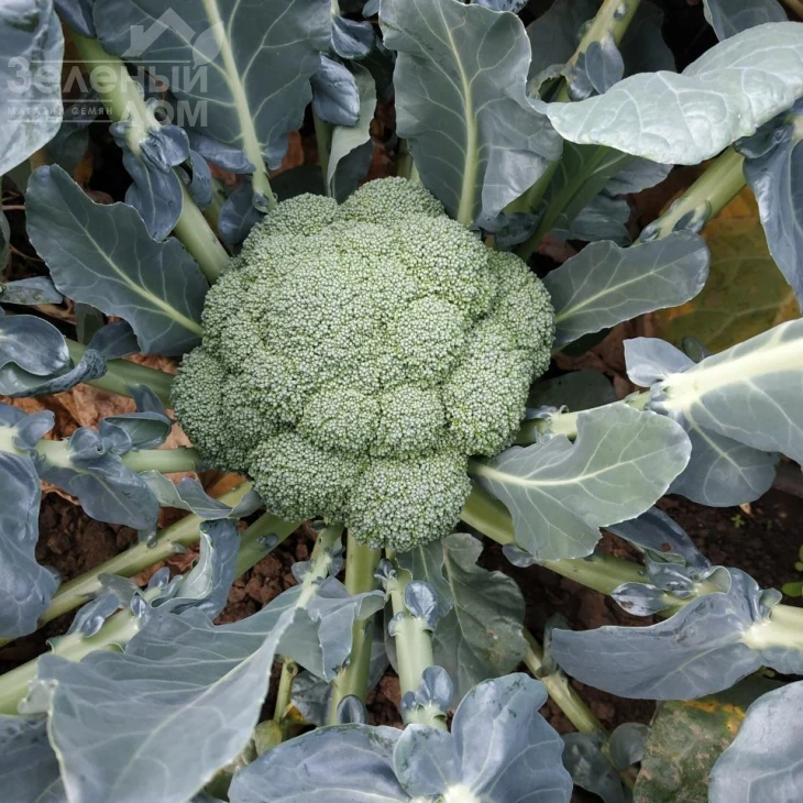 Самоа F1 / Samoa F1, 55-60 дней фото 4