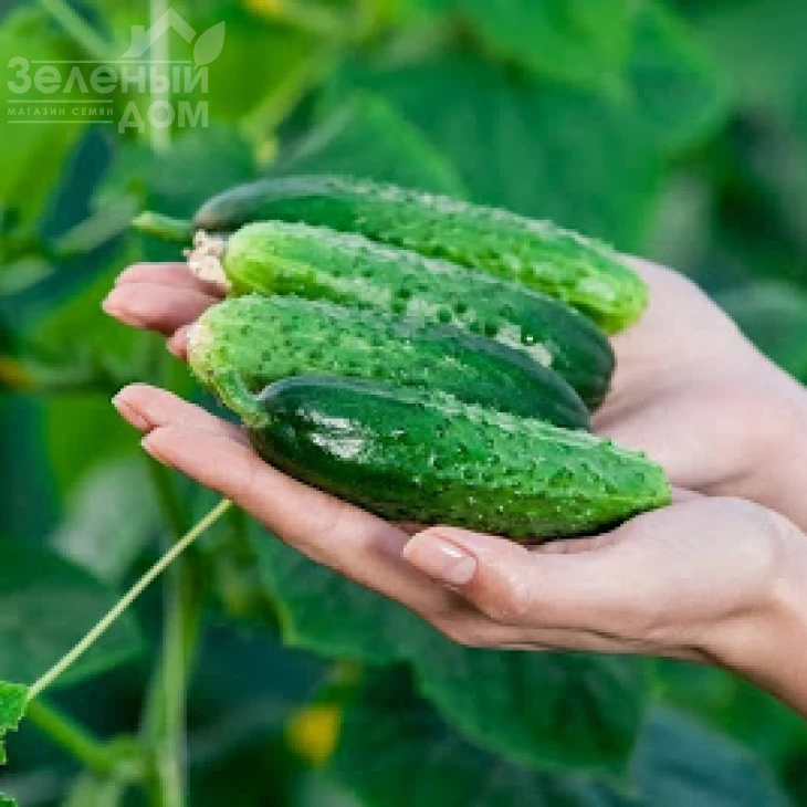 Чайковский F1 / Chaikovskiy F1,40 дней фото 3