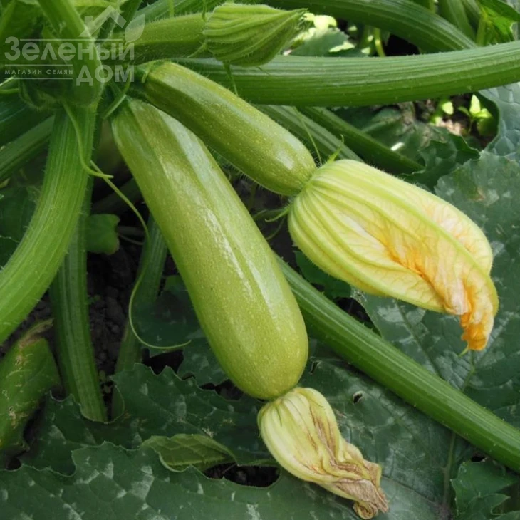 Ардендо 174 F1 / Ardendo 174 F1,40-45 дней фото 4