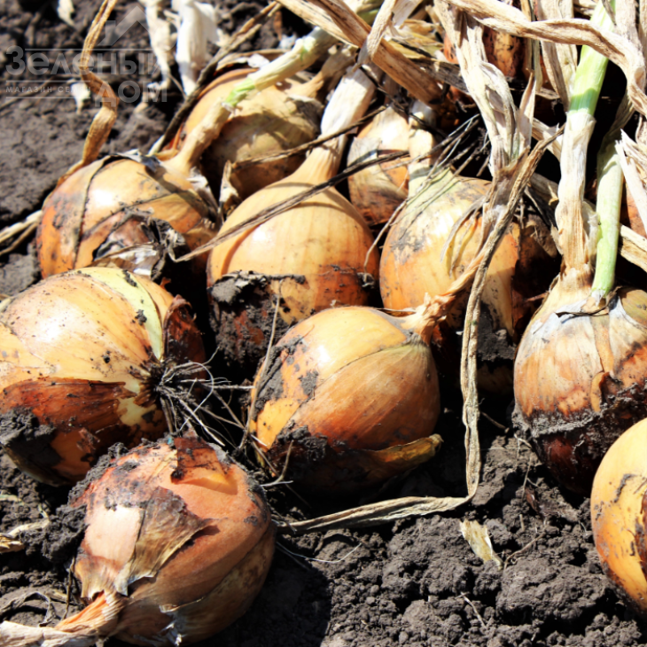 Фундадор F1 / Fundador F1 фото 1