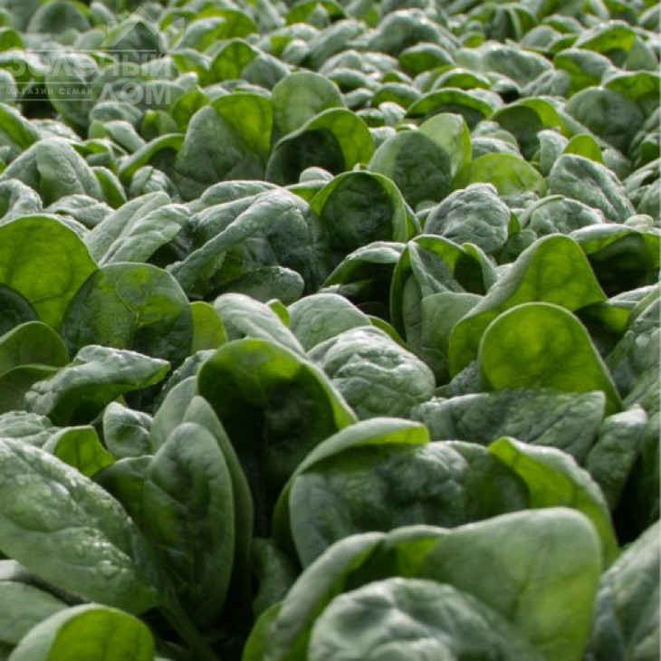 Хадсон F1 / Hadson F1 фото 2