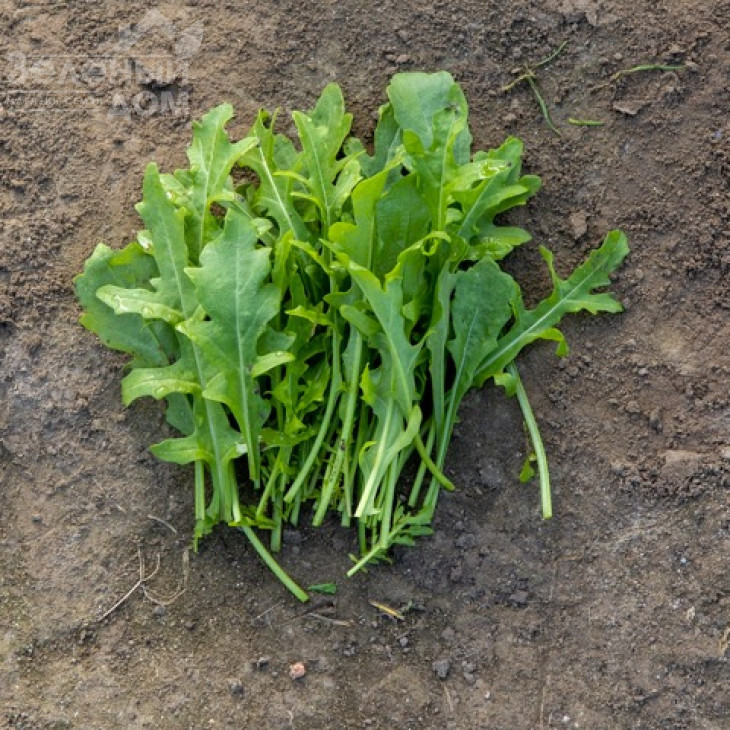 Джолізія / Jolizia фото 1