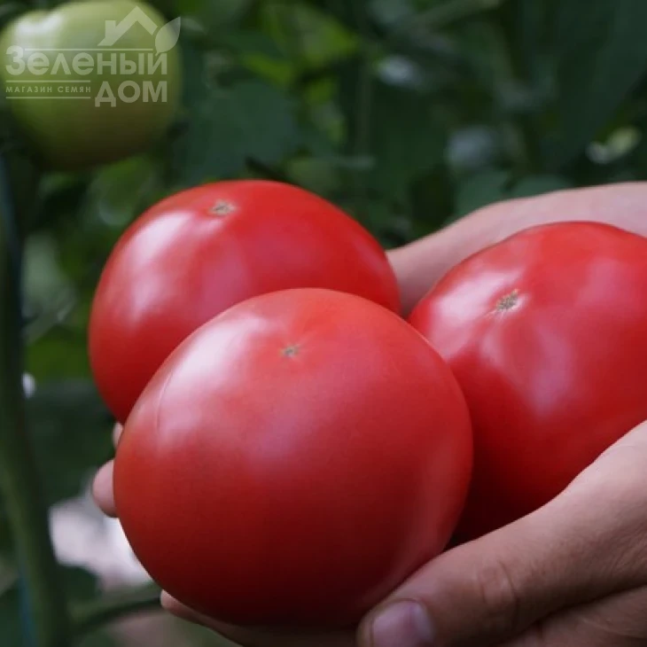 Макан F1 / Macan F1,55 дней фото 5