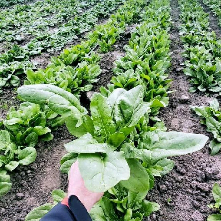 ПВ 1026 F1 / PV 1026 F1 фото 2