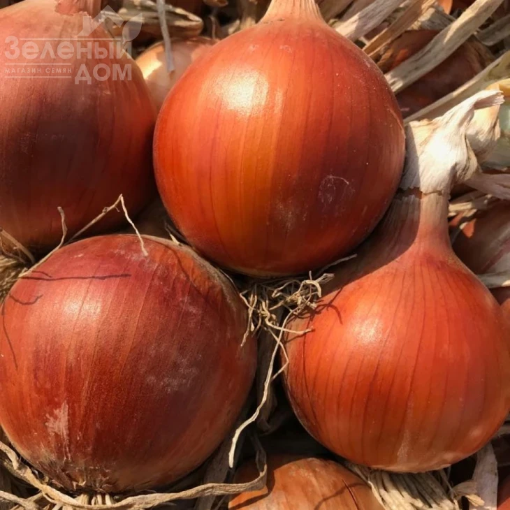 Сандра F1 / Sandra F1 фото 1